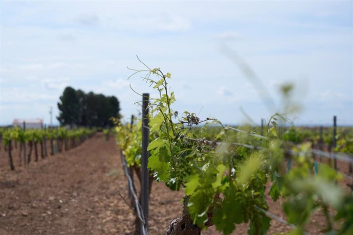 Archivo - Agricultor, viñedo, cultivo, agricultura,