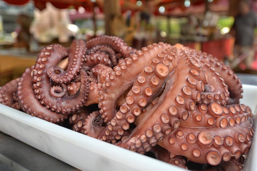 Archivo -    La veda de la captura de pulpo en Galicia comenzará a las 16,00 horas de este viernes, día 18 de mayo, y terminará a las 5,00 horas de lunes, 2 de julio, según ha especificado la Xunta en la resolución del plan experimental para la gestión 