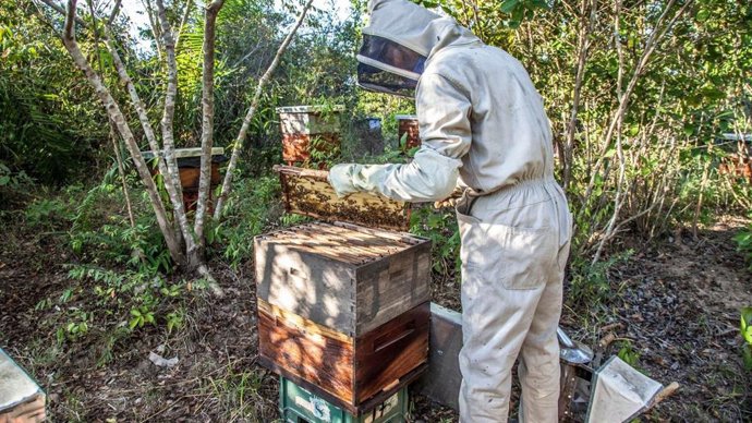 Archivo - Un apicultor maneja una colmena.