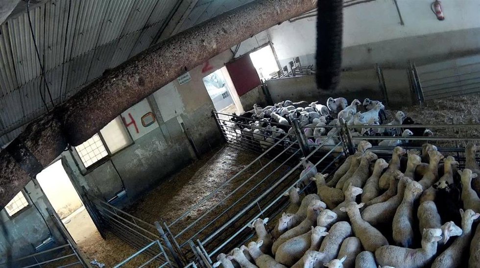 La revisión legislativa podría prohibir las jaulas a partir de 2027 para gallinas ponedoras, cerdas, terneros, conejos, codornices, patos y gansos, entre otros.