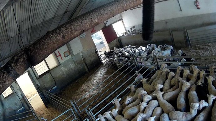 La revisión legislativa podría prohibir las jaulas a partir de 2027 para gallinas ponedoras, cerdas, terneros, conejos, codornices, patos y gansos, entre otros.