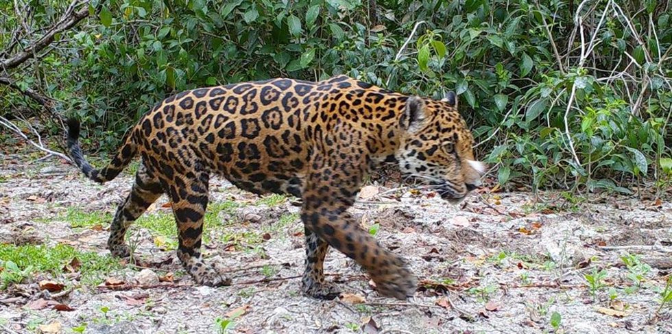 Jaguar localizado en el marco del proyecto 'Tech4Nature' de Huawei