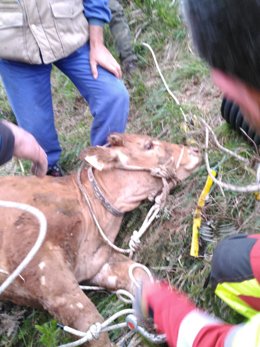 La novilla de un año rescatada.