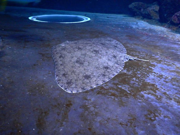 Especie marina en situación crítica en Canarias