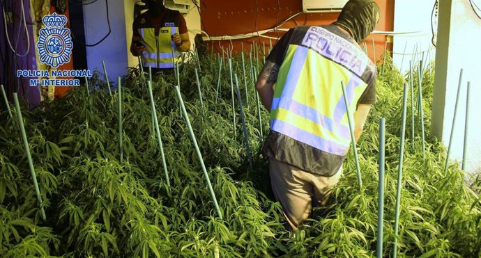 La Policía Nacional Detiene A Cuatro Personas Como Responsables De Una Gran Plantación De Marihuana En Cartagena Nota De Prensa, Video, Fotografía Y Audio