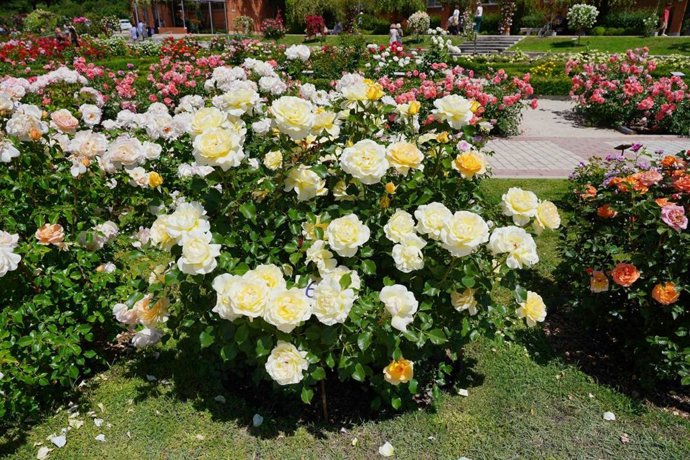 Una rosa francesa de la variedad híbrido de té, ganadora de la 67 edición del Concurso Internacional Rosas Nuevas Villa de Madrid