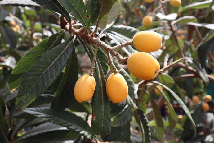 MOLT DE GUST A LA MARINA DEDICA UNA JORNADA AL NÍSPERO DE CALLOSA D'en SARRIA