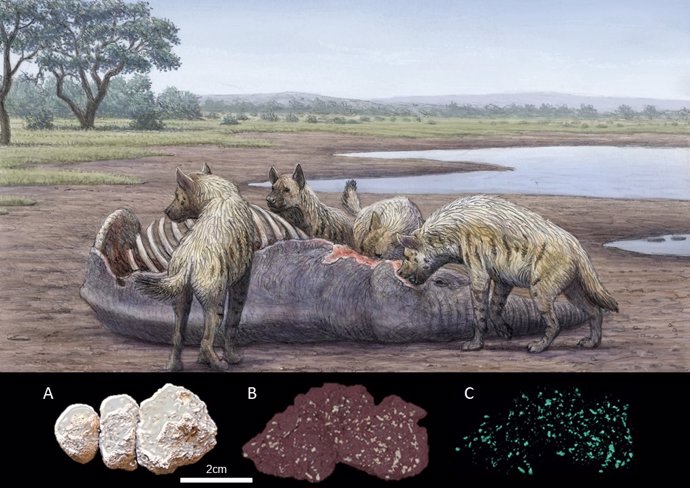 Imagen que recrea la hipótesis de que las hienas de aquel entonces, del tamaño de una leona, devorasen los cadáveres de grandes hervíboros, como mamuts, que quedaban atrapados en una zona de arenas movedizas.