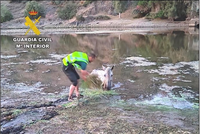 Rescatan un caballo desnutrido atrapado en una zona de loco del río Jándula, en Andújar