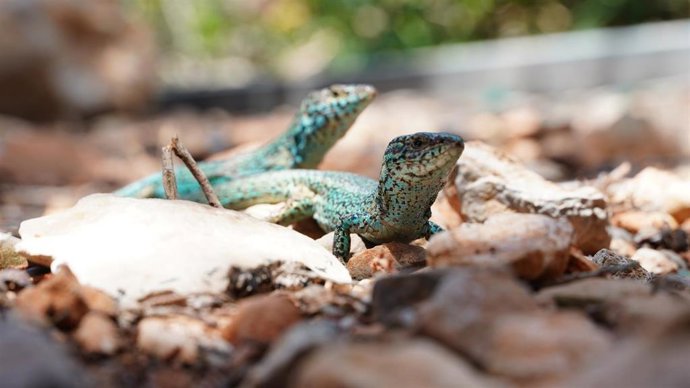 El Cofib impulsa la creación de refugios urbanos para lagartijas con el apoyo de los fondos Next Generation EU