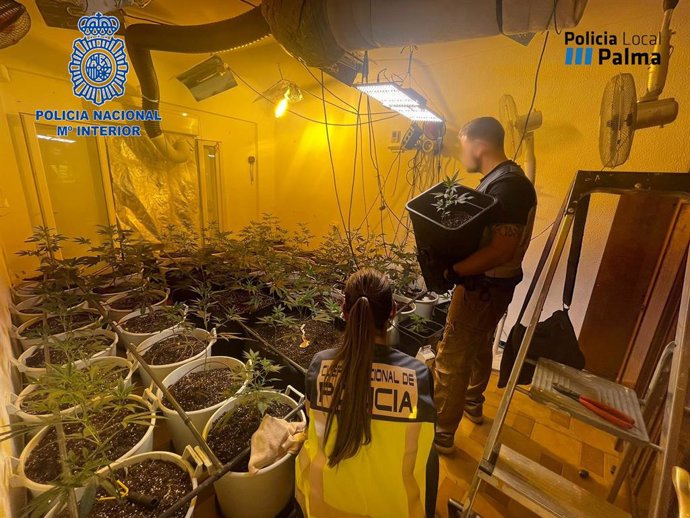 Plantación de marihuana en un domicilio en Palma