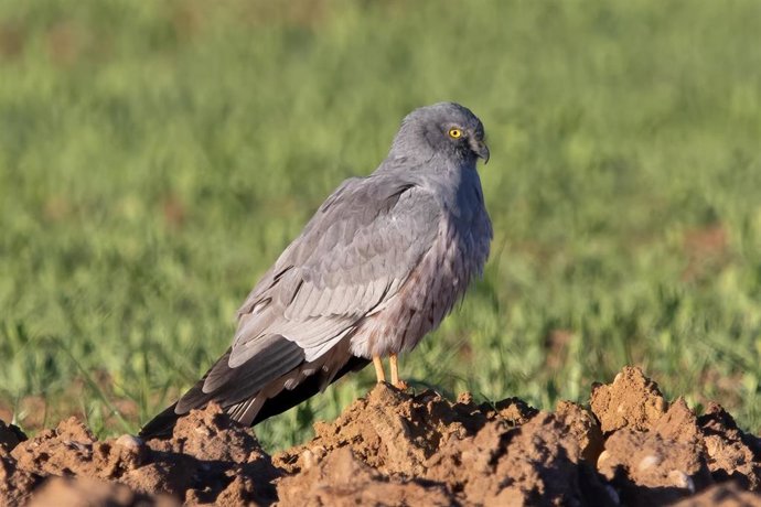 La Junta inicia el proyecto de conservación del aguilucho cenizo y otras aves esteparias localizando y preservando nidos