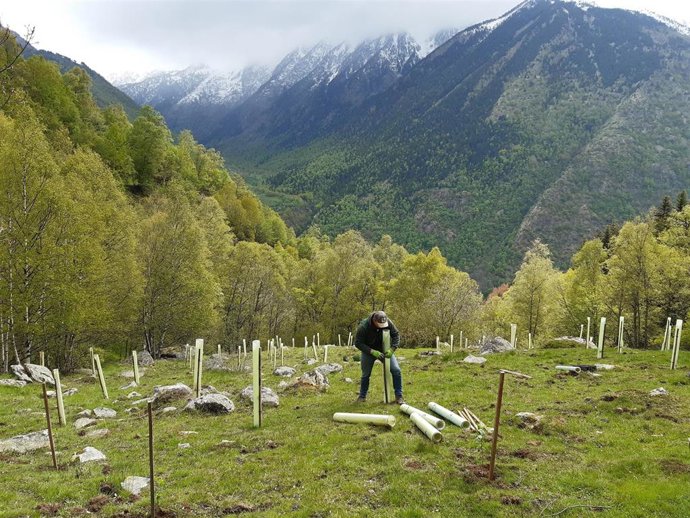 Platanción De 7.000 Árboles Frutales Para Mejorar El Hábitat Del Oso Pardo Y Favorecer Su Conservación En El Pirineo Catalán