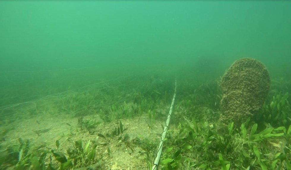 Encuentran redes caladas sobre nacras en el Mar Menor