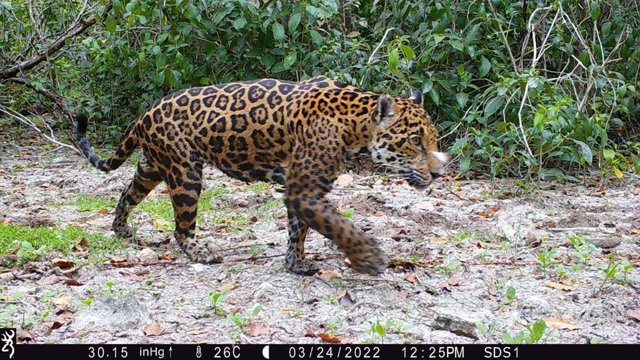 With the help of Huawei Cloud and artificial intelligence, experts have identified at least five jaguars in a nature reserve in Dzilam, Yucatan.