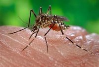 Mosquito Alert y Hernesstom, dos proyectos del CSIC, reconocidos con el Premio de la UE a la Ciencia Ciudadana