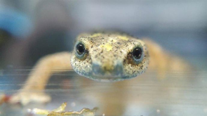 Imatge d'una salamandra