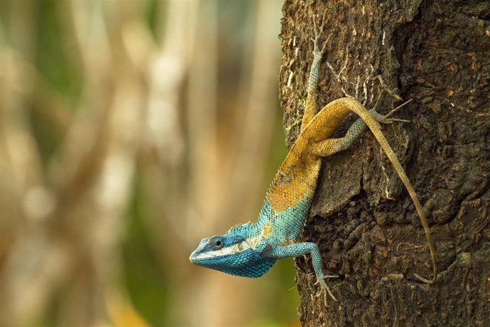 Nueva especie de reptil descubierta en el Delta del Mekong. Clean Calotes Goetzi.