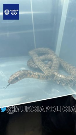 Imagen de la culebra de herradura rescatada