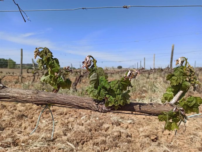 Imagen de un viñedo de Ribera del Duero afectado por las heladas y por la sequía