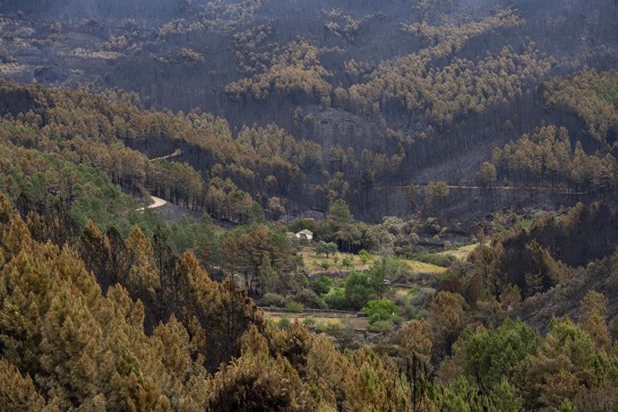 Terreno calcinado por el incendio forestal en Las Hurdes,