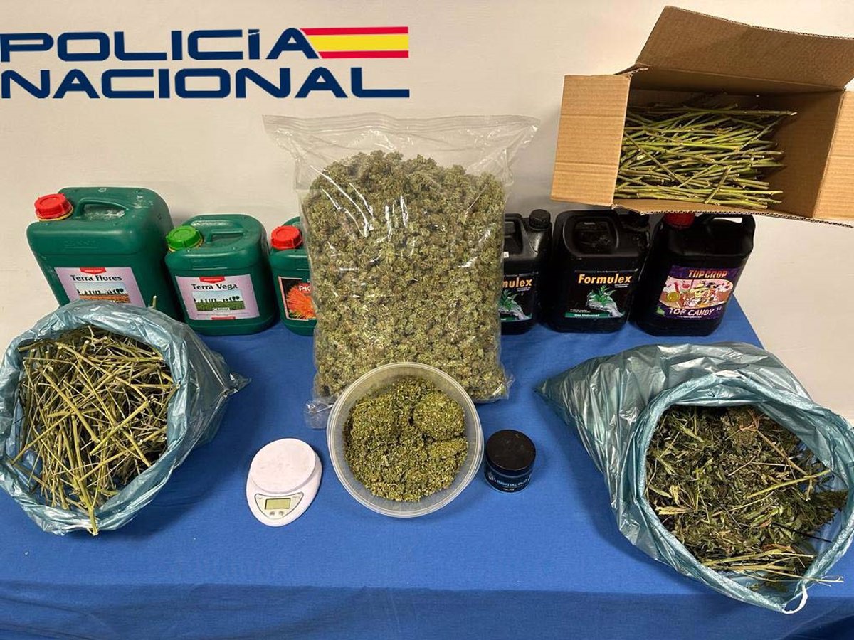 Dois detidos como responsáveis ​​por uma plantação de maconha com 193 pés em uma casa em Mérida