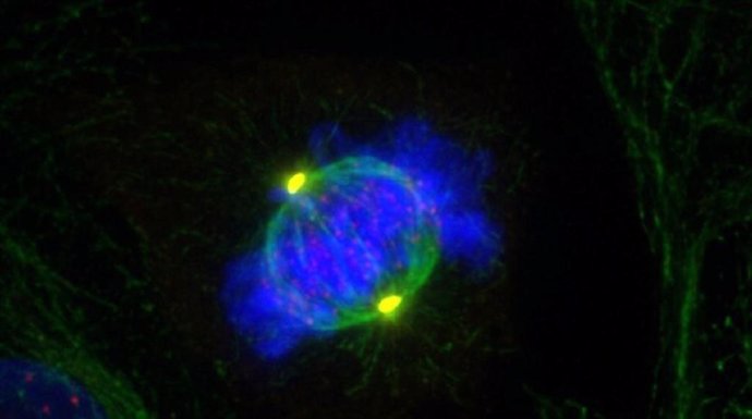 La dineína participa en la separación de los centrosomas (en amarillo) durante las fases iniciales de la división celular. /