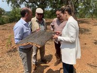 La delegada de la Junta verifica en dos fincas de Huelva el "éxito" del adelanto del descorche