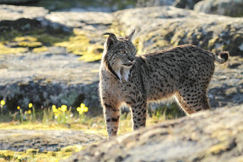 Foto de un lince ibérico.