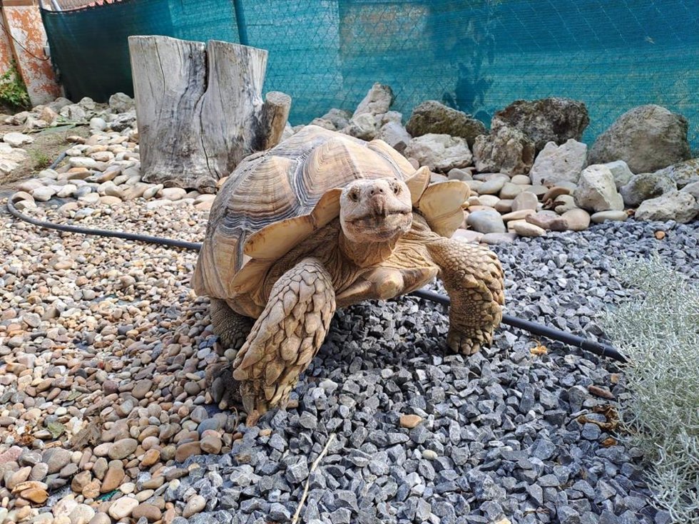 Imagen de una tortuga.