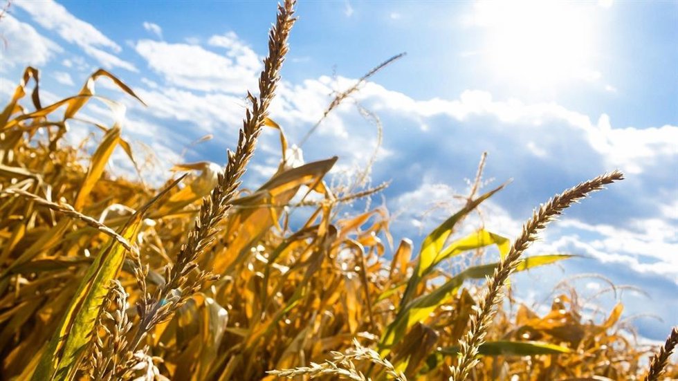 El Gobierno de Aragón adopta varias medidas para el sector agrario ante la sequía.