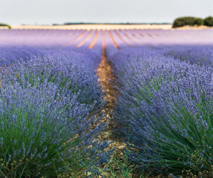 Archivo - Campos de lavanda, a 12 de julio de 2022, en Brihuega, Guadalajara, Castilla La-Mancha (España). B
