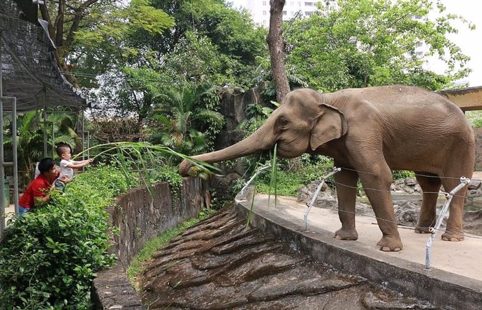 Elefante del zoológico