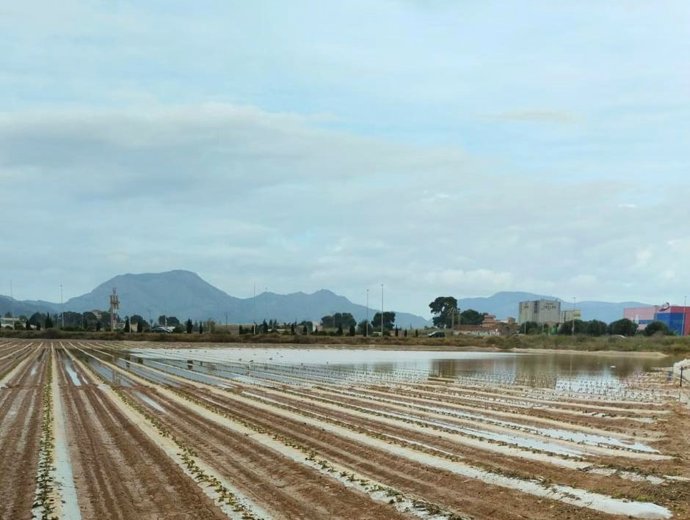 Un cultivo tras las fuertes precipitaciones registradas esta semana en la Región de Murcia