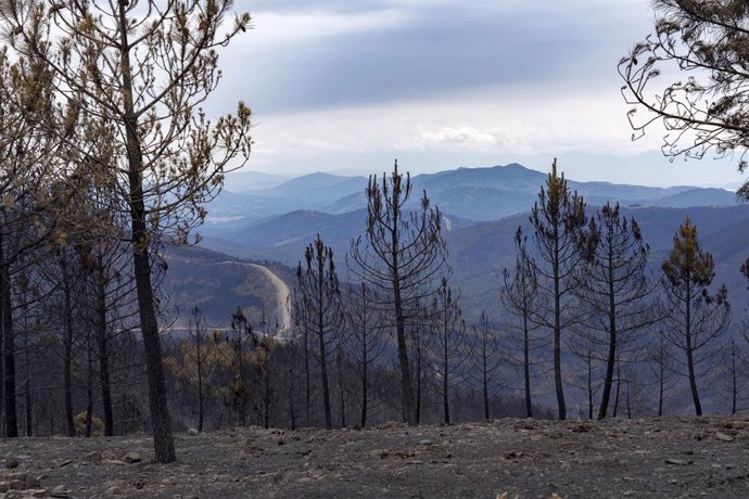 Bosque calcinado por el incendio forestal en Las Hurdes.