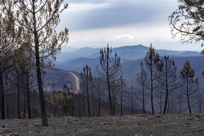 Bosque calcinado por el incendio forestal en Las Hurdes, a 21 de mayo de 2023, en Cáceres, Extremadura (España). El incendio que afecta a las comarcas de Las Hurdes y Sierra de Gata desde el pasado miércoles, 17 de mayo, mantiene una "evolución favorabl