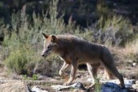 El Supremo confirma la legalidad del Plan de Gestión del Lobo en Cantabria de 2019