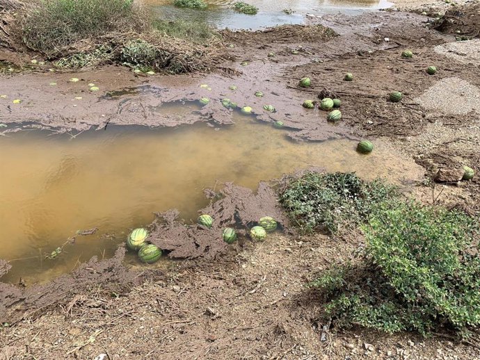 Sandías dañadas por las lluvias en el Levante de Almería.