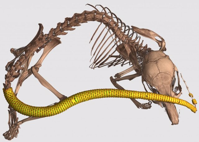 An African rodent keeps ancient armor on its tail