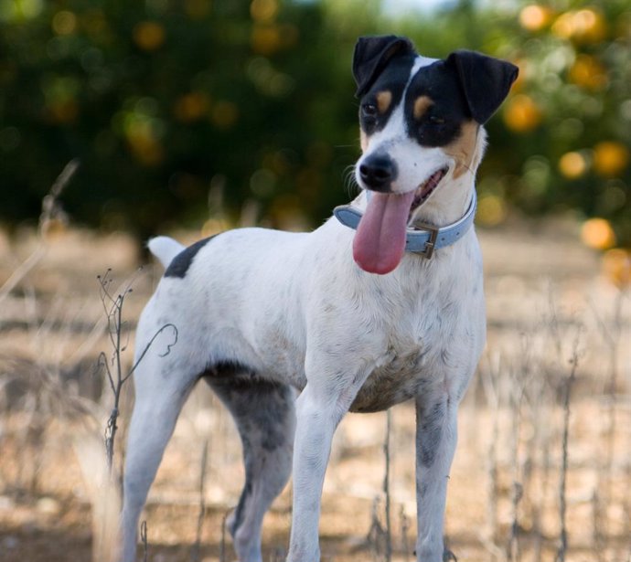 Ratonero Bodeguero Andaluz.