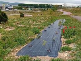 Plantación forestal en el entorno de la A-1