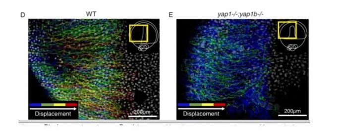 Las células marcadas en blanco, que han seguido su movimiento individual (marcado con colores) durante el proceso de gastrulación