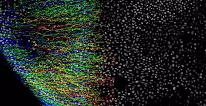 Imagen del proceso de gastrulación. Los puntos blancos marcan las células con proteínas Yap y las líneas de colores son las trayectorias de esas células durante la gastrulación