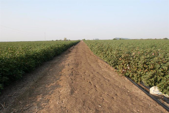 Archivo - Vista general de una plantación de algodón en Andalucía, foto de recurso
