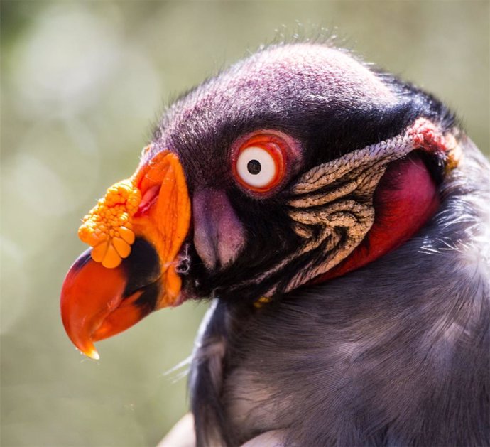 "El gallinazo rey o cóndor de la selva (Sarcoramphus papa)