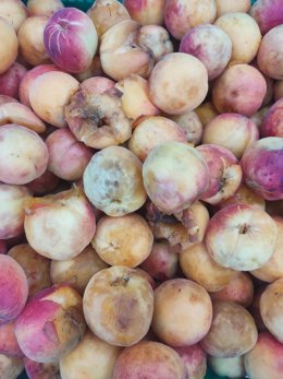 Albaricoques afectados por las fuertes lluvias registradas en zonas de la Región de Murcia