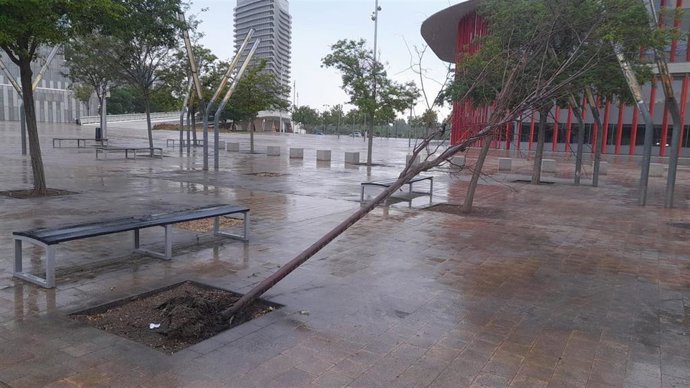 Árbol vandalizado en el Frente Fluvial de la Expo.