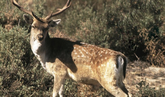 La Junta de Andalucía establece los periodos hábiles de caza para la temporada 2023/2024