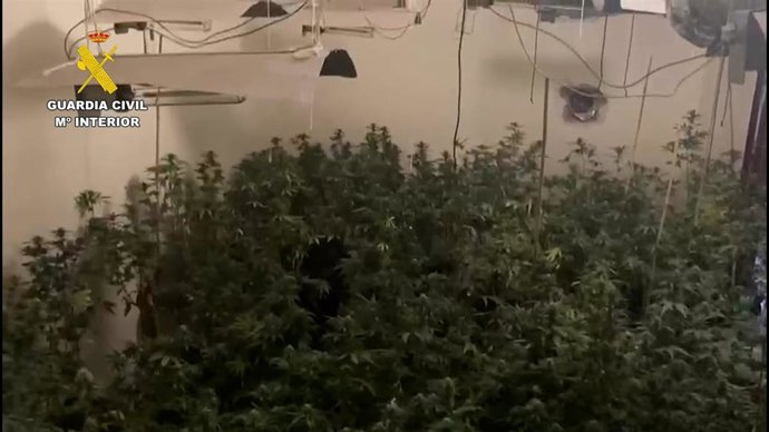 Plantanción desmantelada por la Guardia Civil.