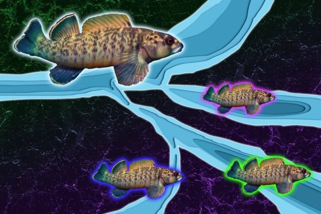 Un estudio del MIT sobre el pez dardo de aleta verde de agua dulce sugiere que la erosión de los ríos puede ser un factor impulsor de la biodiversidad en regiones tectónicamente inactivas.